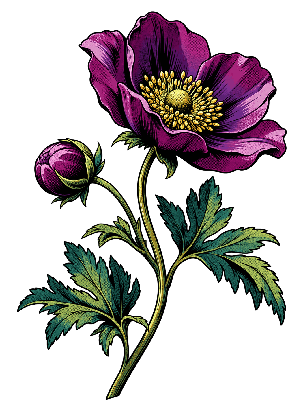 Anémone du Japon en fleur